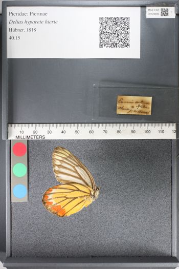 Media type: image;   Entomology 129999